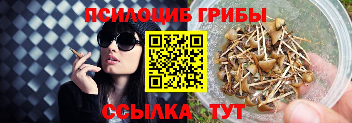 Галлюциногенные грибы Psilocybe Минеральные Воды